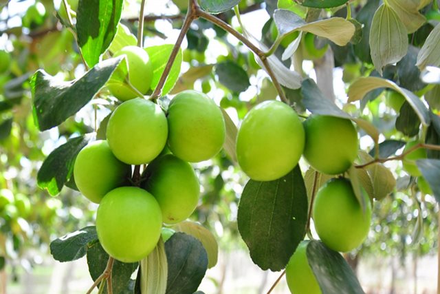 Táo ta có tác dụng gì?